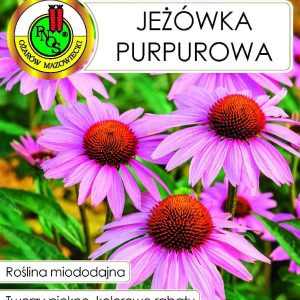 JEŻÓWKA PURPUROWA 1G